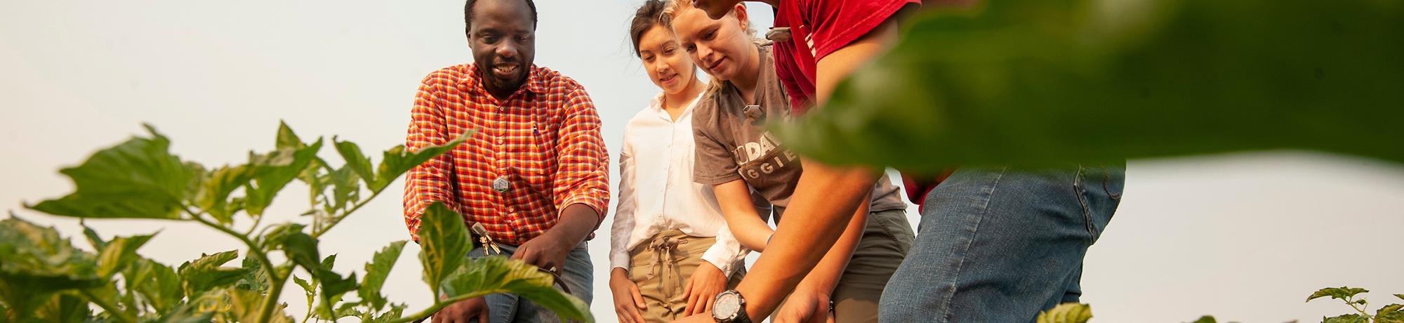 Two students and a professor investigate crops