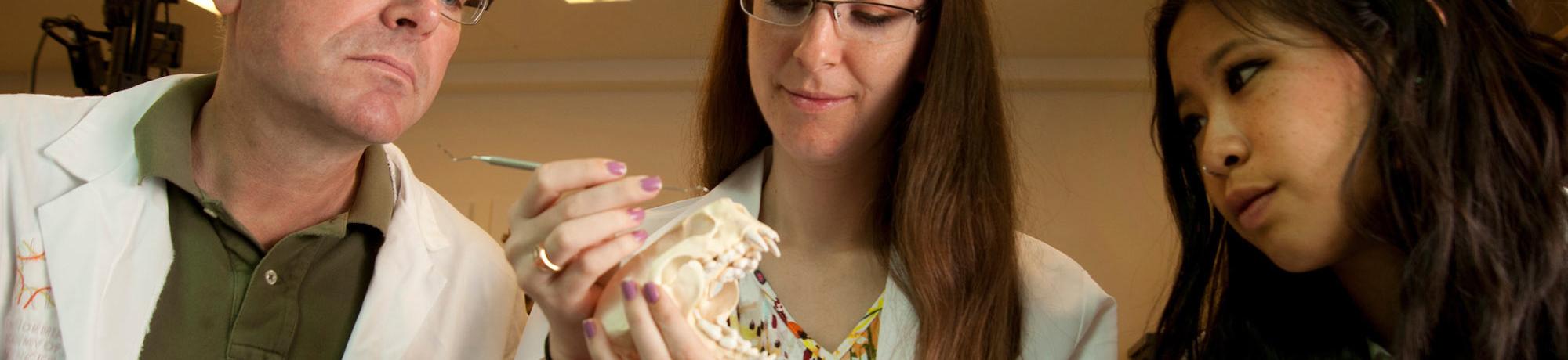 Two female students and their male professor examine an otter skull