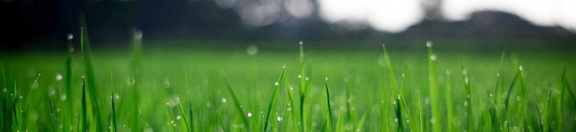 grass blades with dew