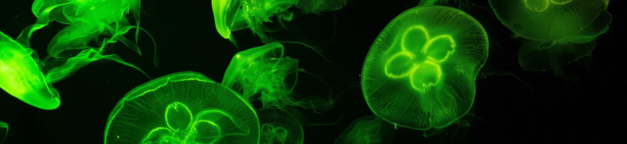 jellyfish tagged with GFP