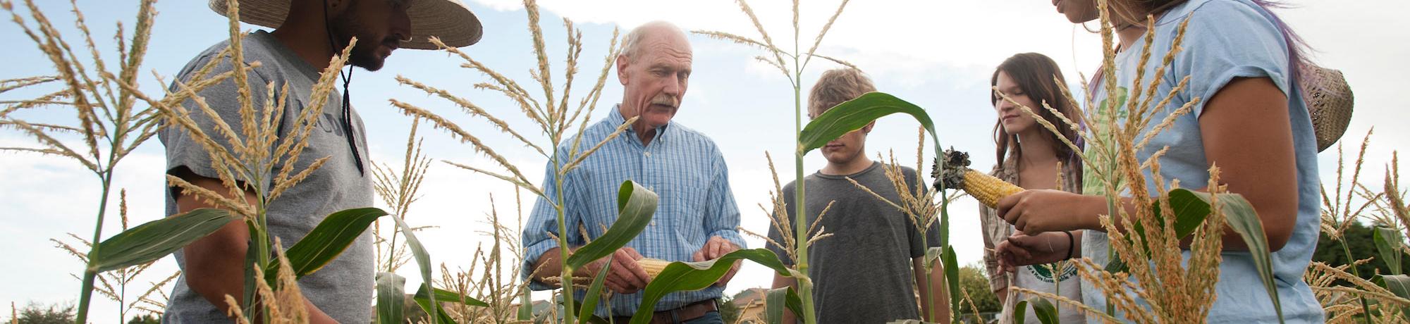 A professor discusses a corn crop with this students