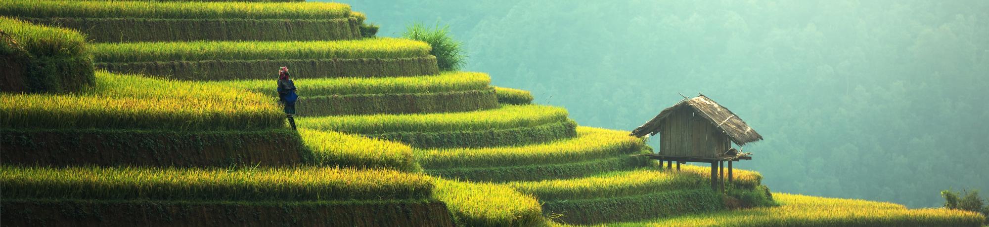 terraced green steps -international agricultural development