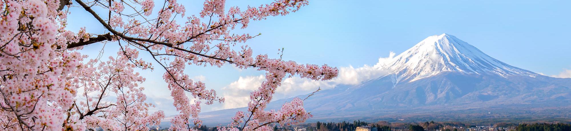 A view of cherry blossoms with Mt. Fuji in the background