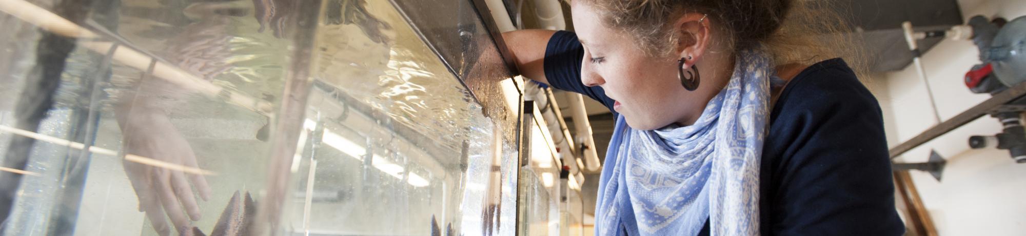 uc davis student reaches into fish tank