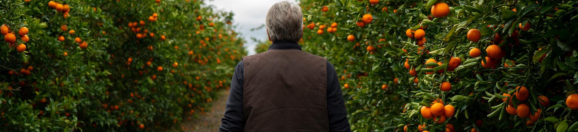 citrus grown on uc davis farm