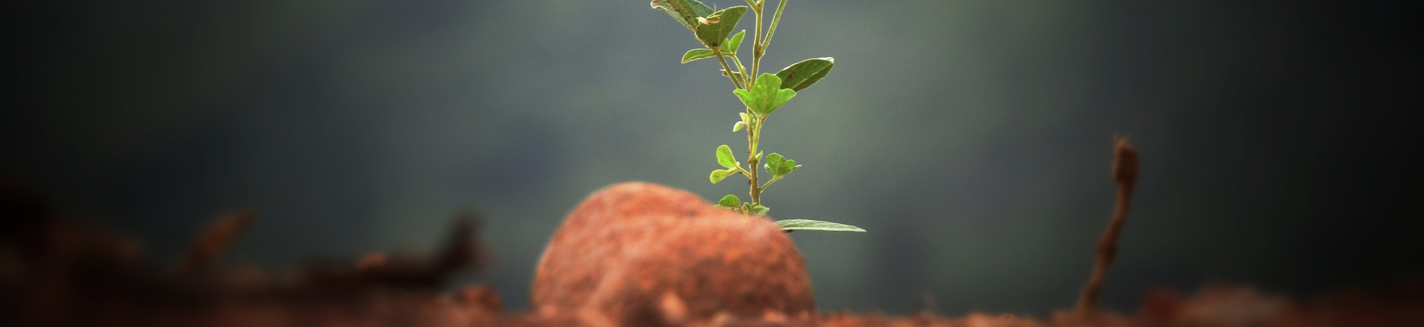 little plant in soil