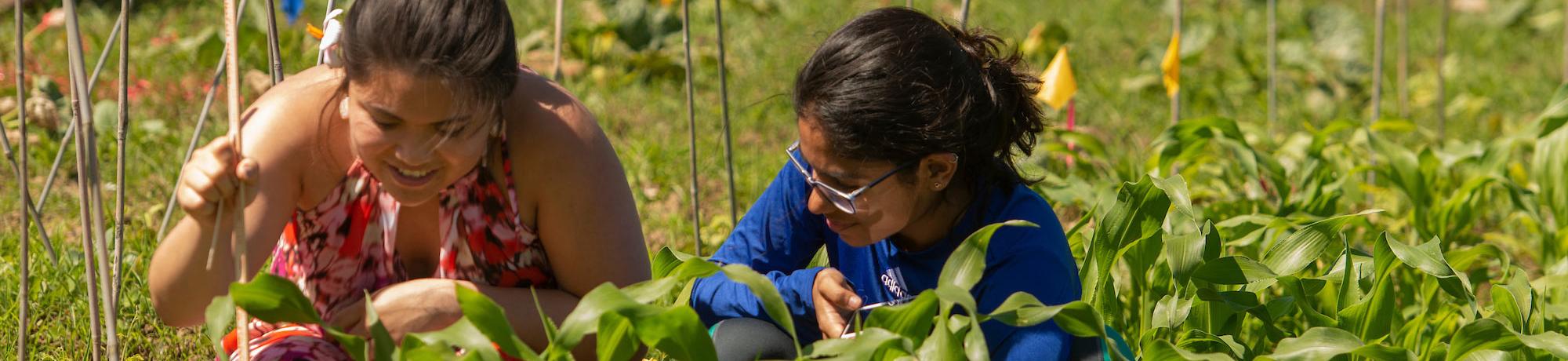 Two female students evaluate their crops 