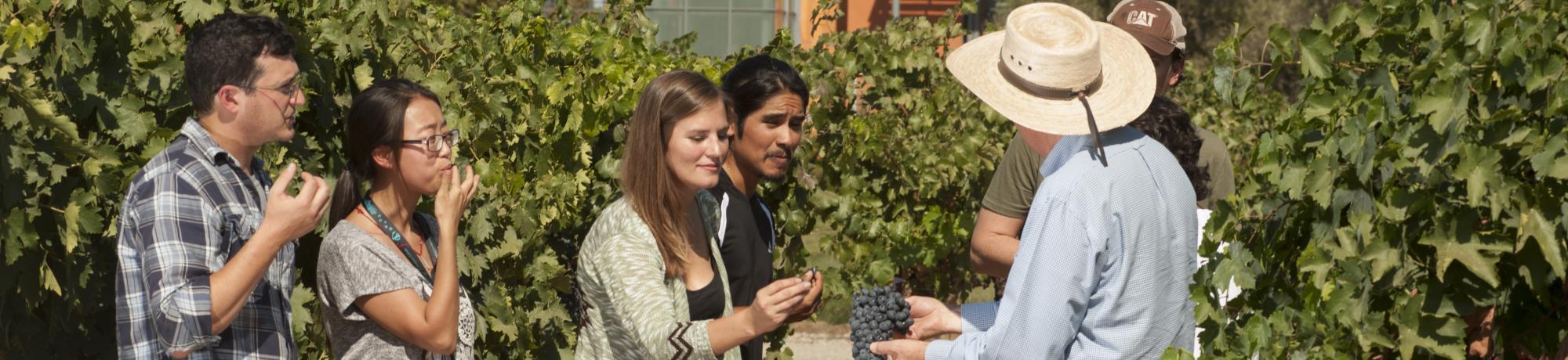 uc davis viticulture and enology majors taste grapes together in vineyard