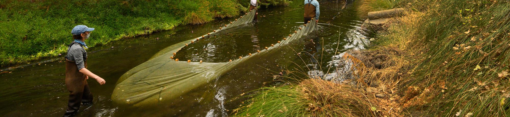 three students work to pull of the fish trap during a carp research project in the west end of Arboretum Waterway