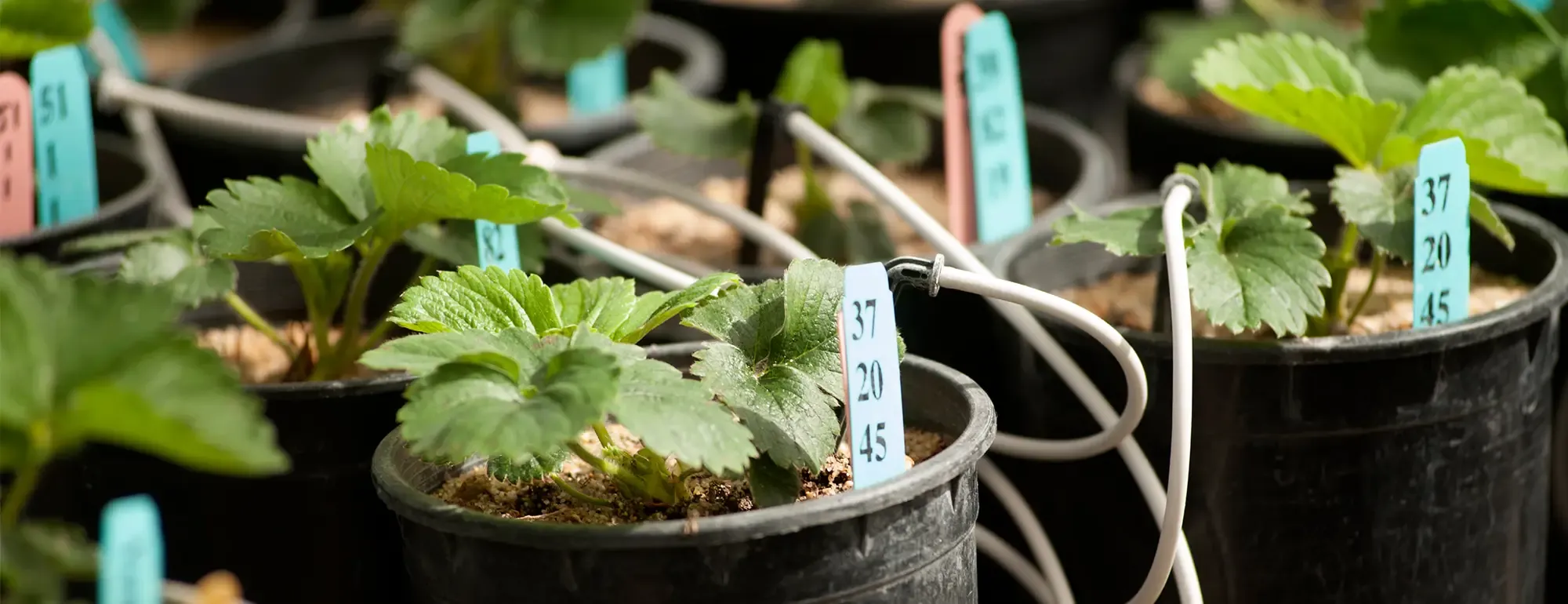 Young strawberry plants in nursery pots with blue labels and white irrigation tubing