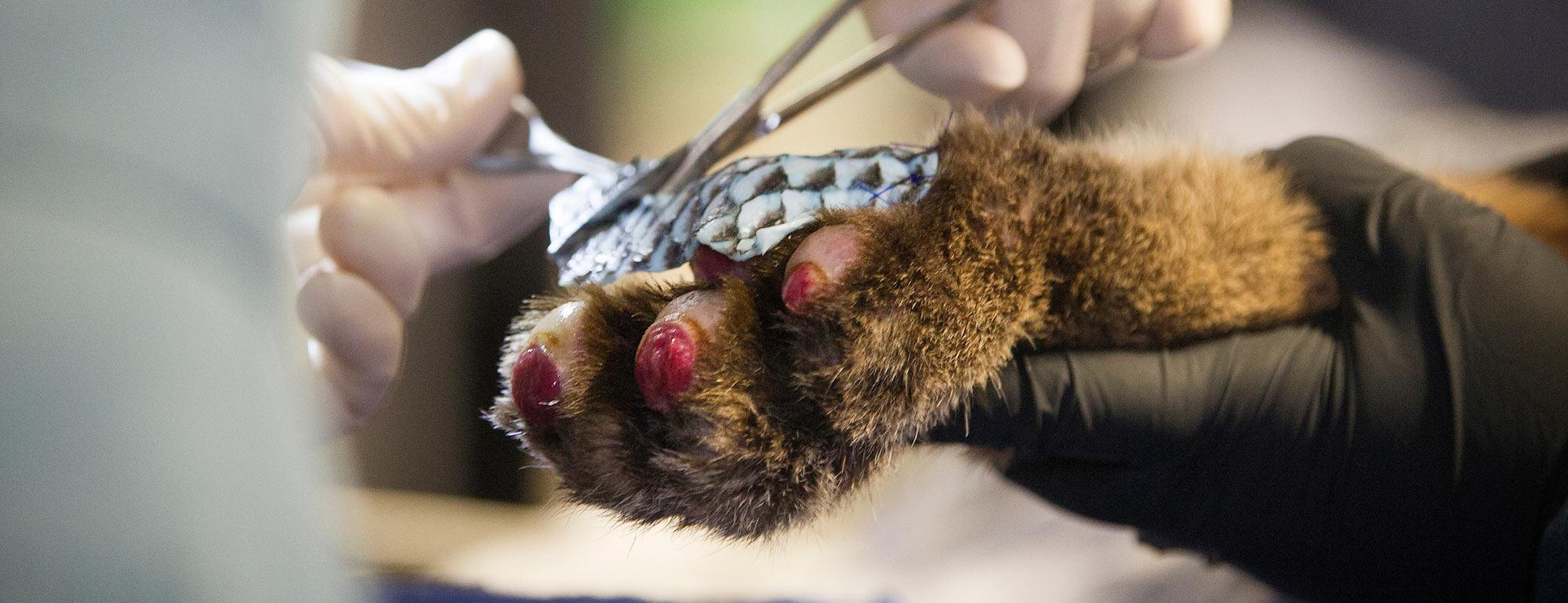 Tilapia skins behing applied to the burned foot of a mountain lion