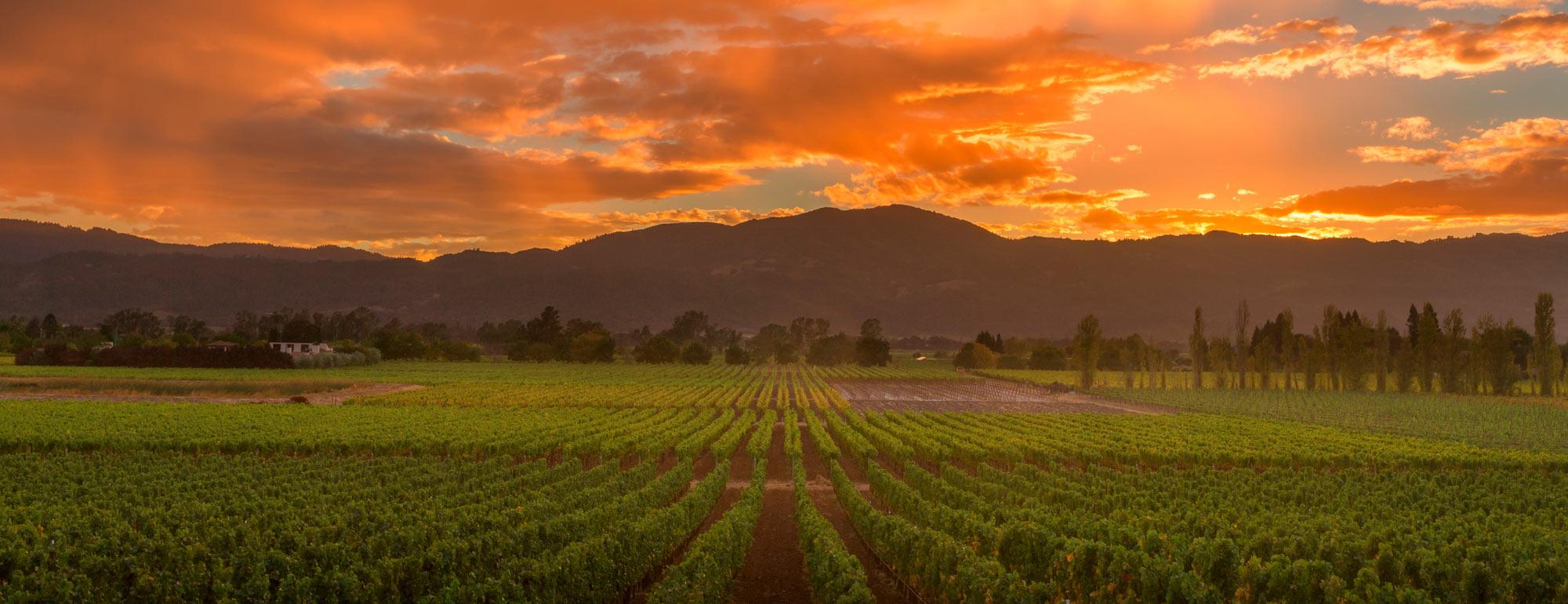 A panoramic view of Napa Valley