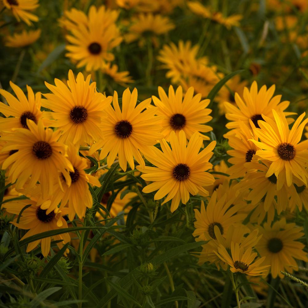 Daisies at UC Davis