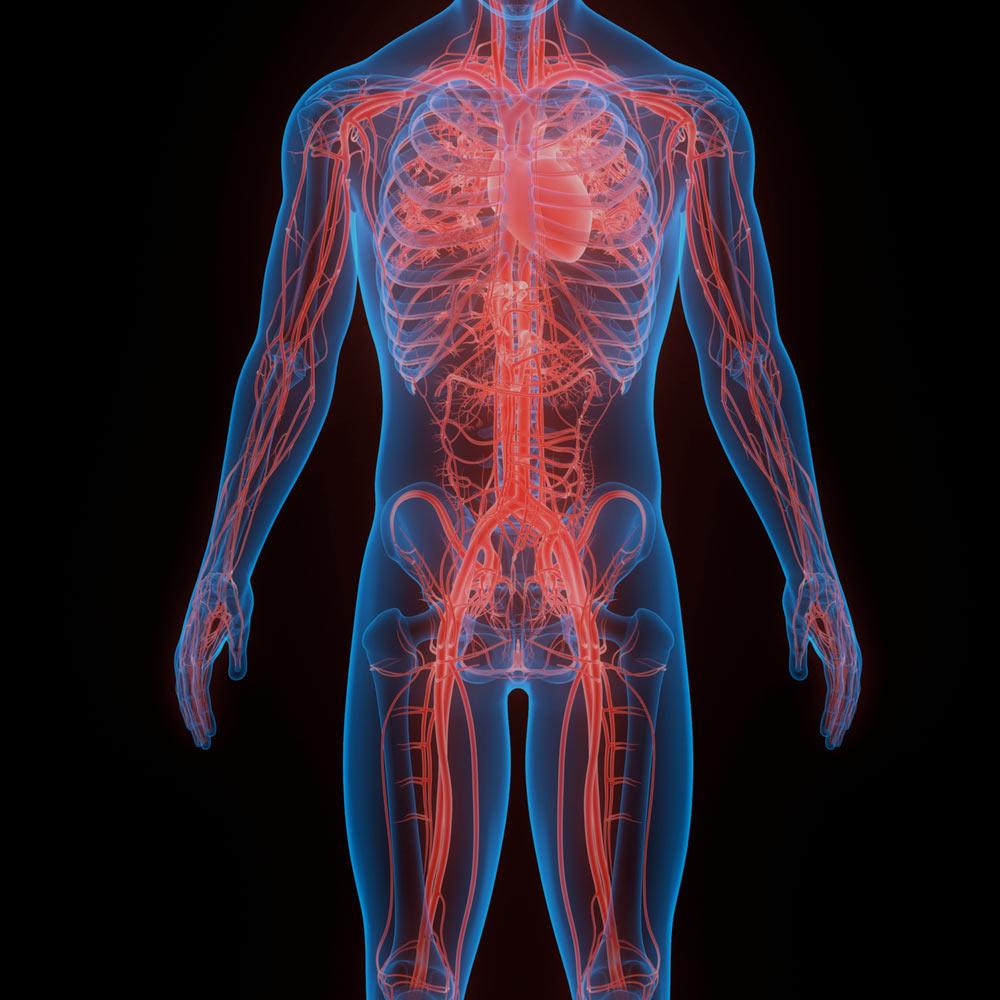 A computer graphic showing the anatomy of an average human body.