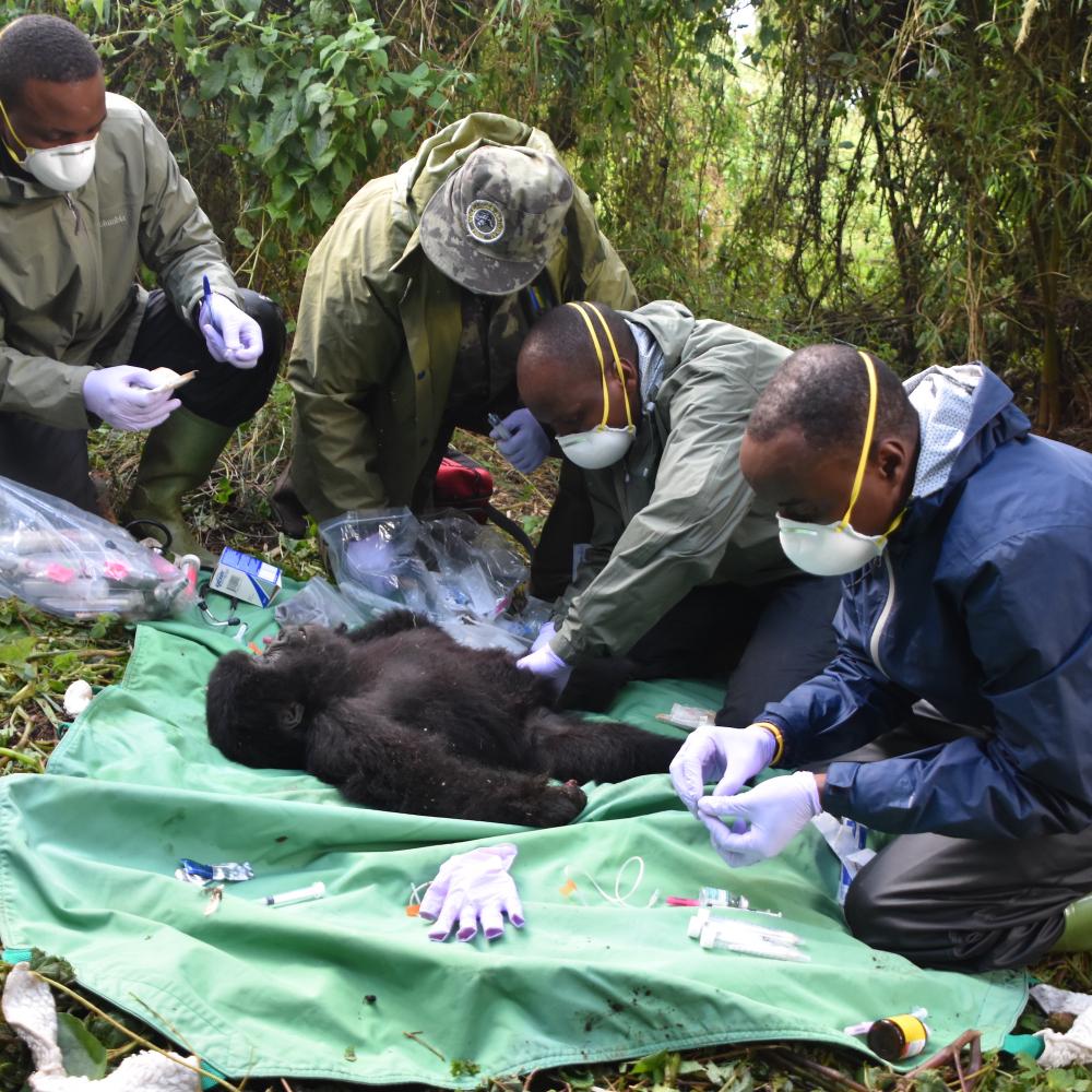 Wildlife veterinarians assist an infant mountain gorilla trapped by a snare in Rwanda
