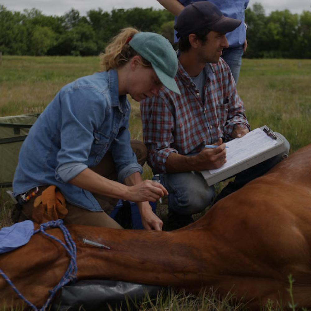 Veterinarians care for a sick horse