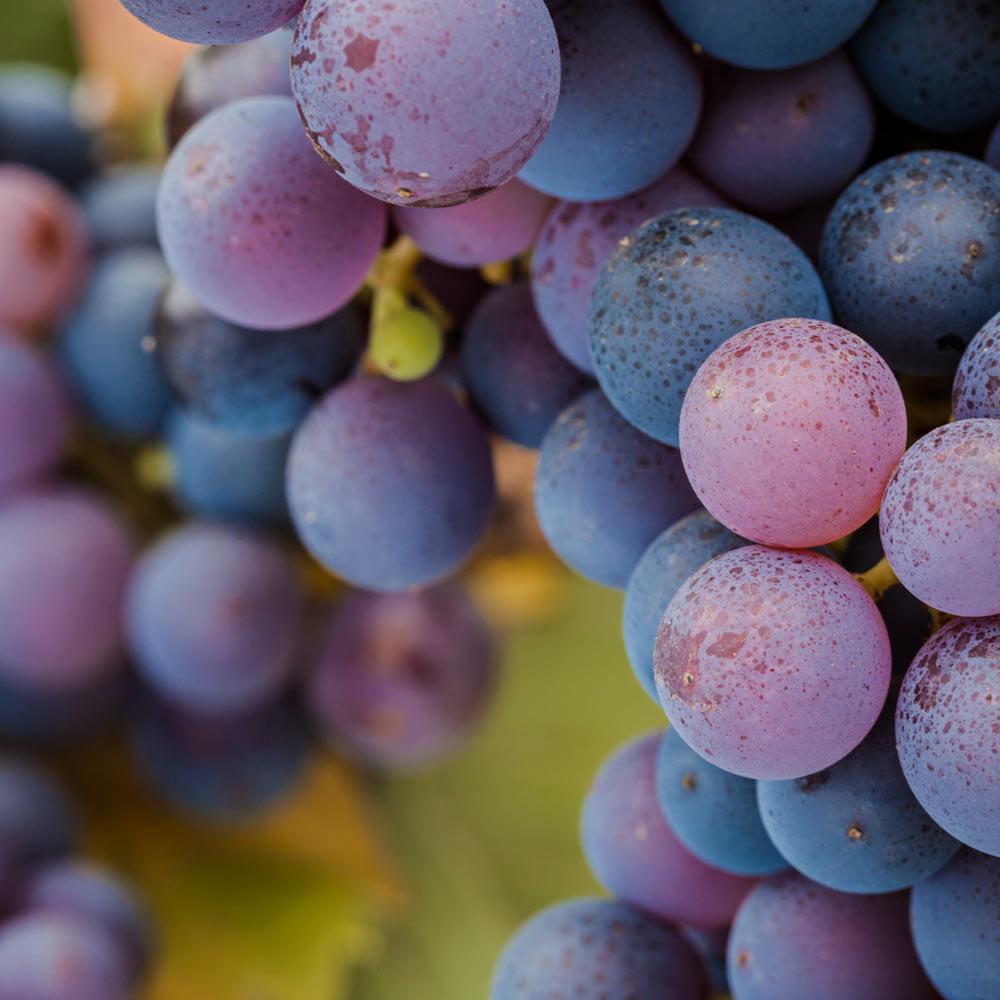 Wine grapes on a vine