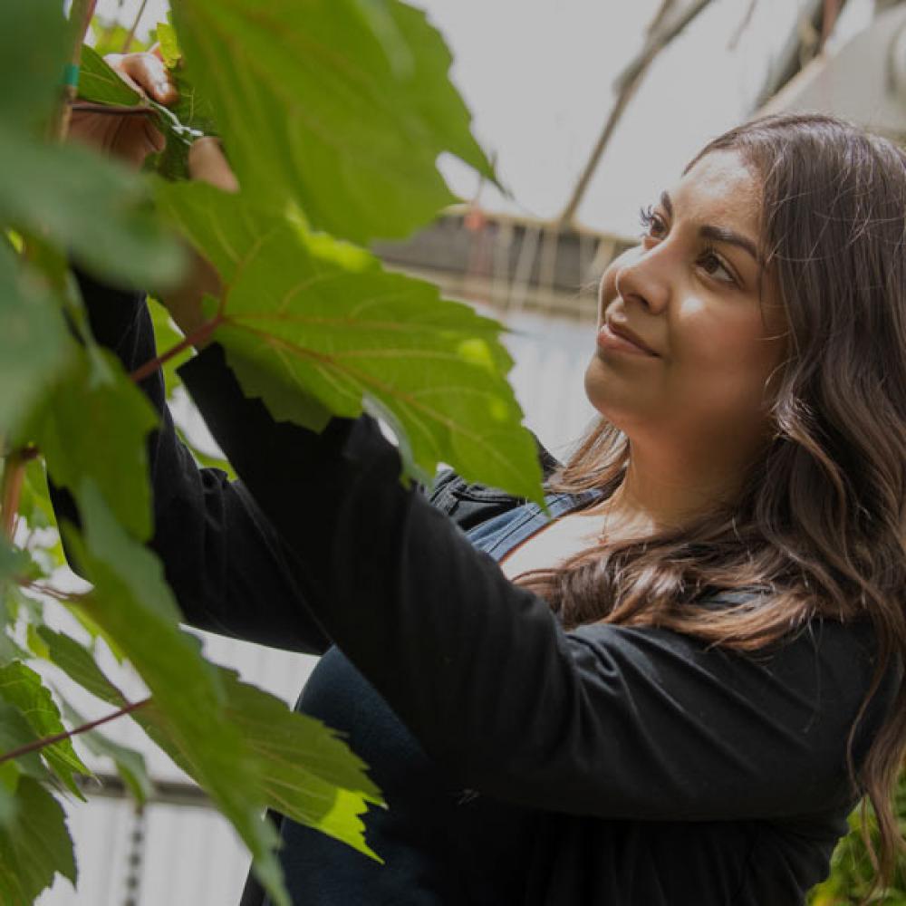 A female student studying the leaves of a plant in one of the several UC Davis greenhouses