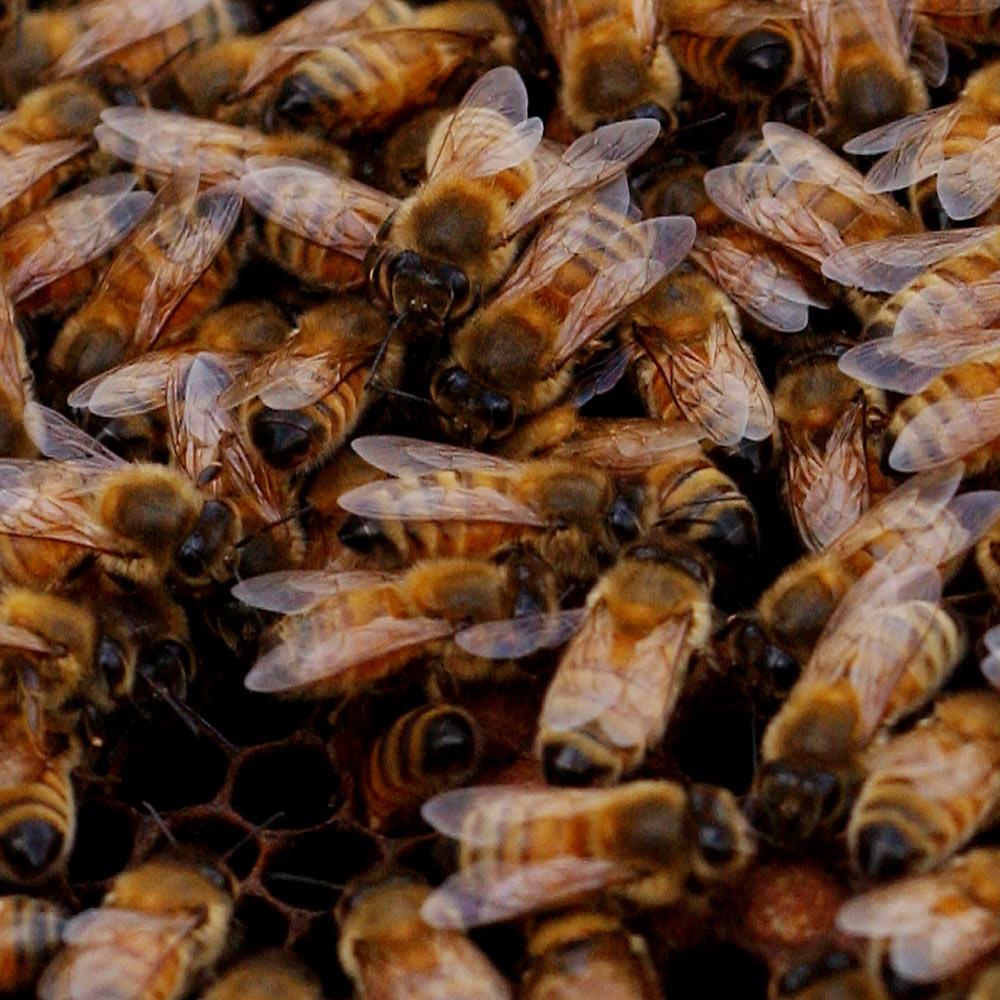 A close up of a busy beehive