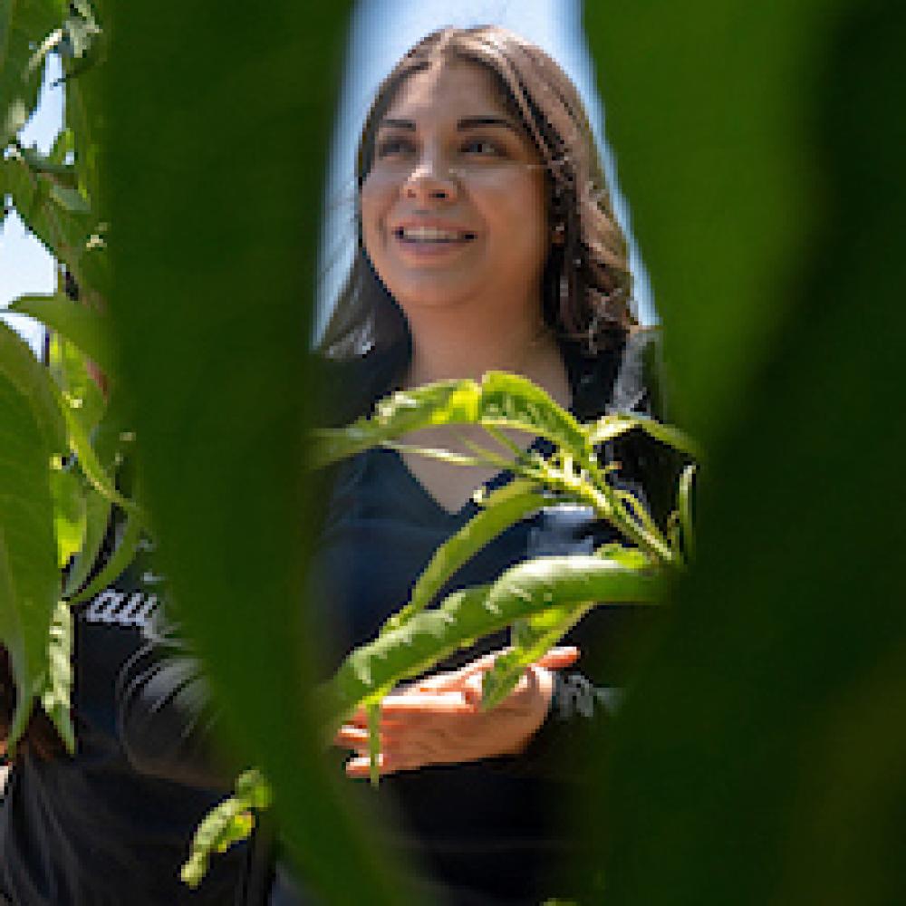 Among plants at UC Davis. 