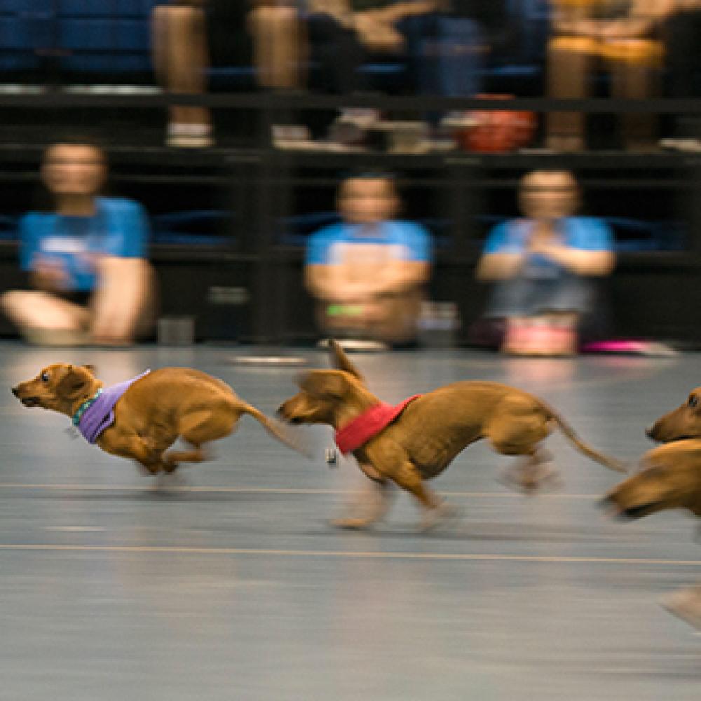 dachshunds race for the finish line at uc davis picnic day