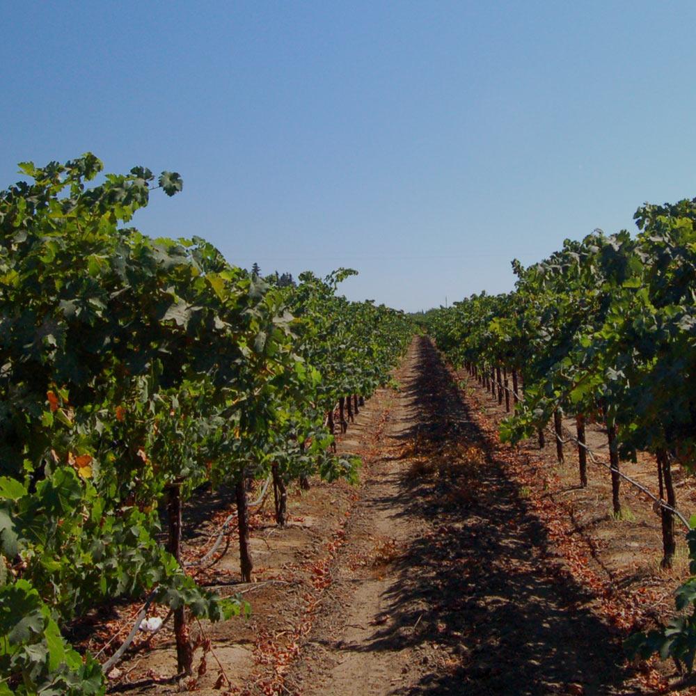 A vineyard in Lodi