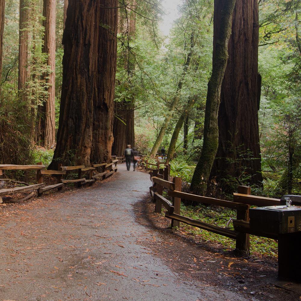 A view of the trail and redwoods in the depth of Muir Woods