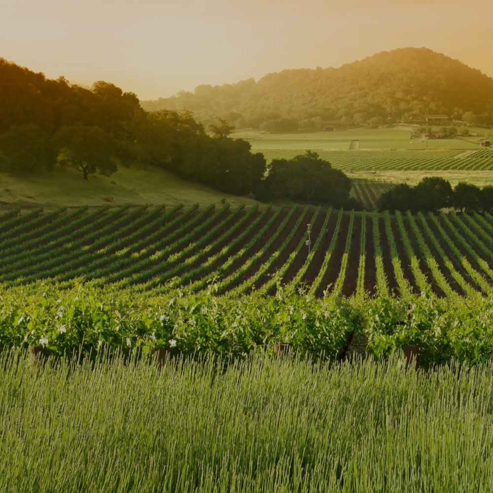 A fertile green valley stretches ahead with a vineyard in the midground.