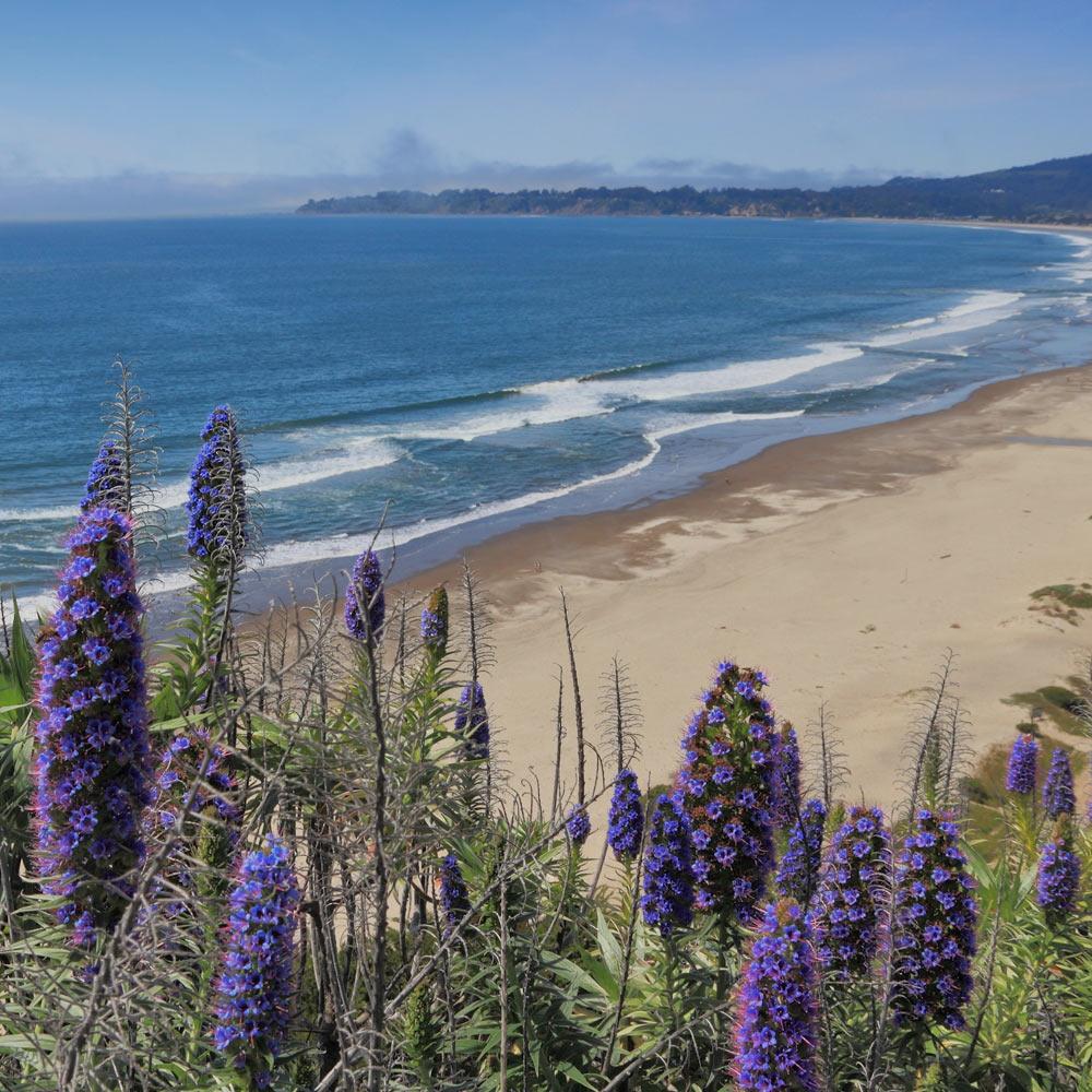 A birds eye view of Stinson Beach just north of San Francisco and an hour and forty-five minutes from Davis, ca