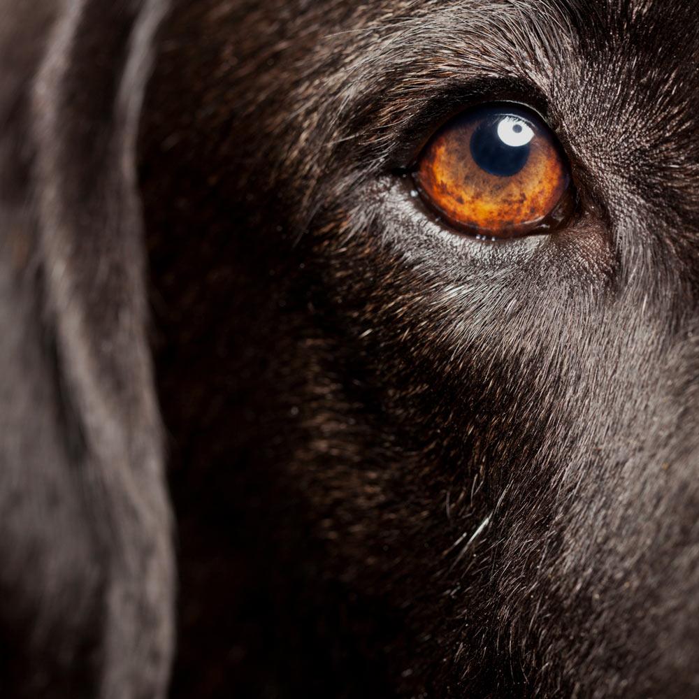 A close up of the eye of a chocolate lab