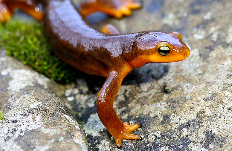 Closeup of a California newt
