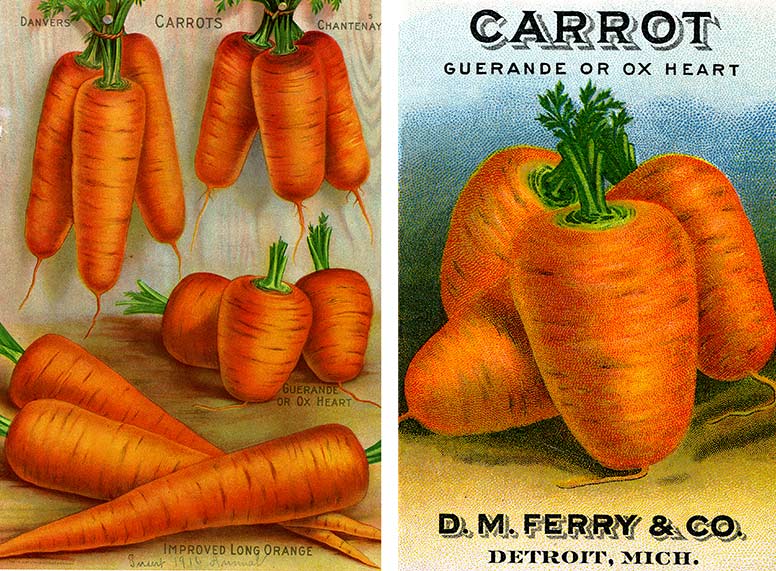 An illustration with three carrots and a seed packet showing the carrots