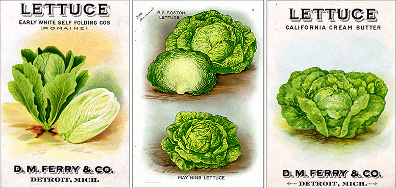 two seed packets of lettuce with lectuce illustration in the center