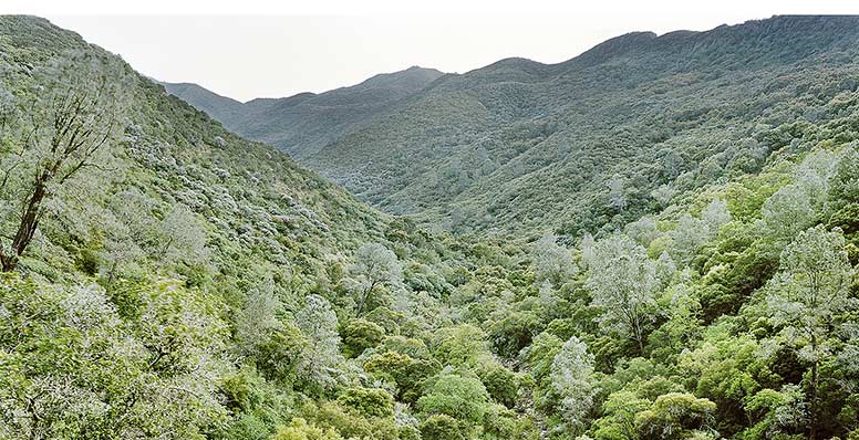 View of lush, tree-filled mountains with a vista