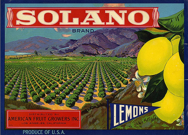 Bucolic drawing of lemon groves and a lemon
