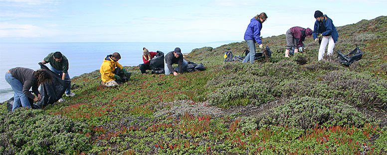 People on the top of a ocean knoll weeding