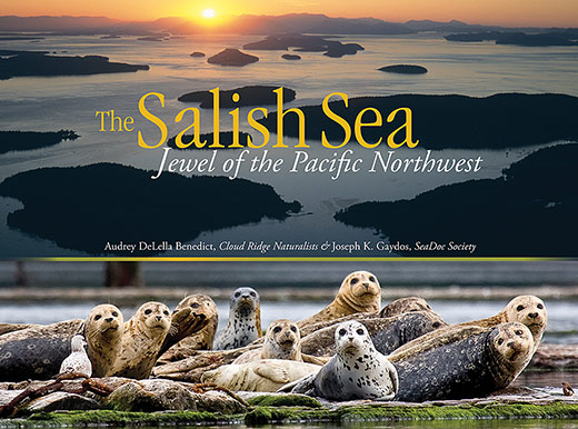 Seals in the foreground with ocean and sunset and clouds in the background