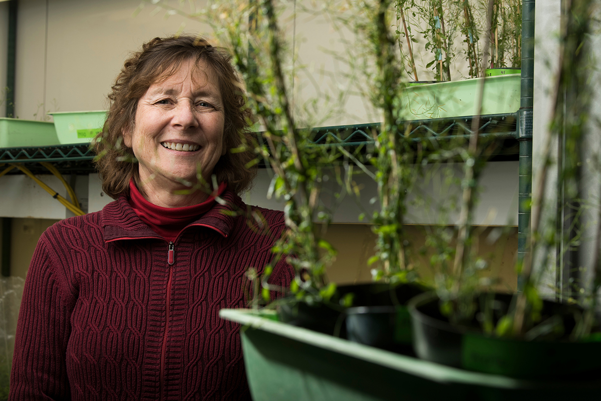 Judy Callis in lab