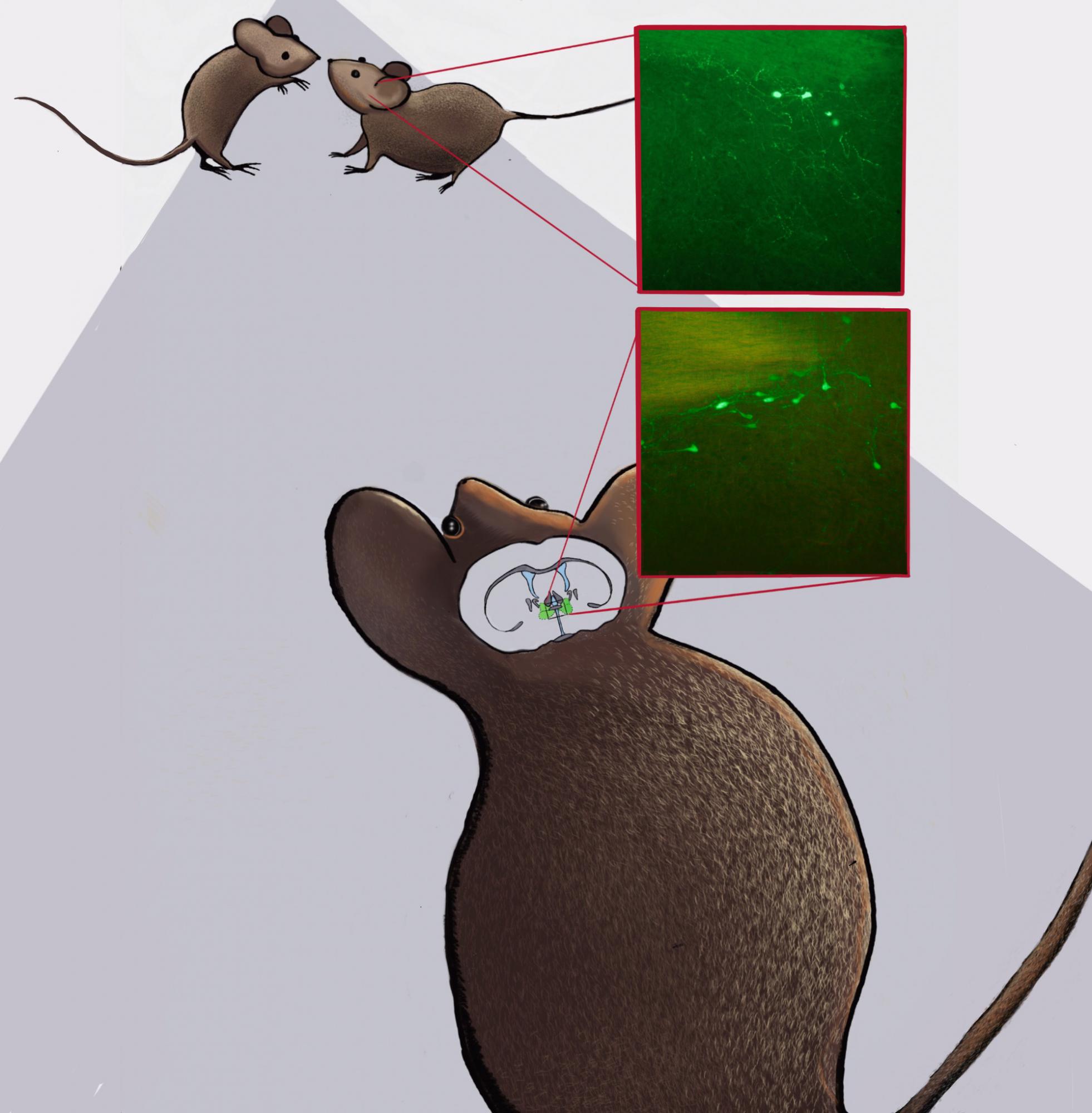 Mouse figure