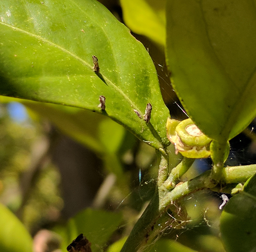 HLB diseased leaf