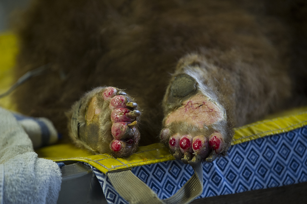 bear with burned feet