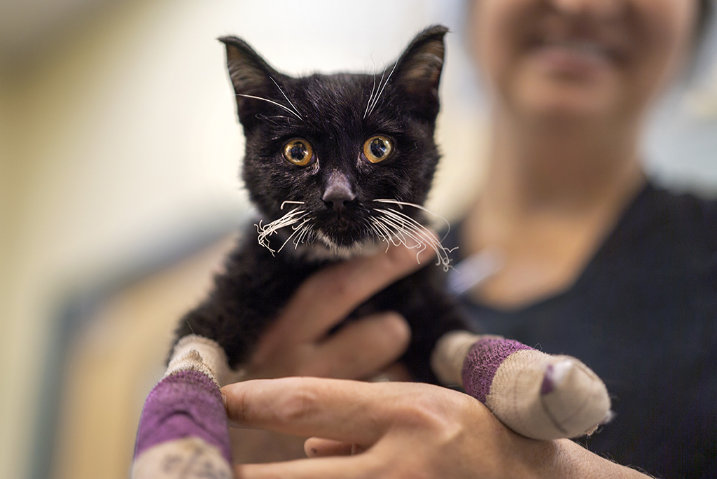 Cat with singed whiskers