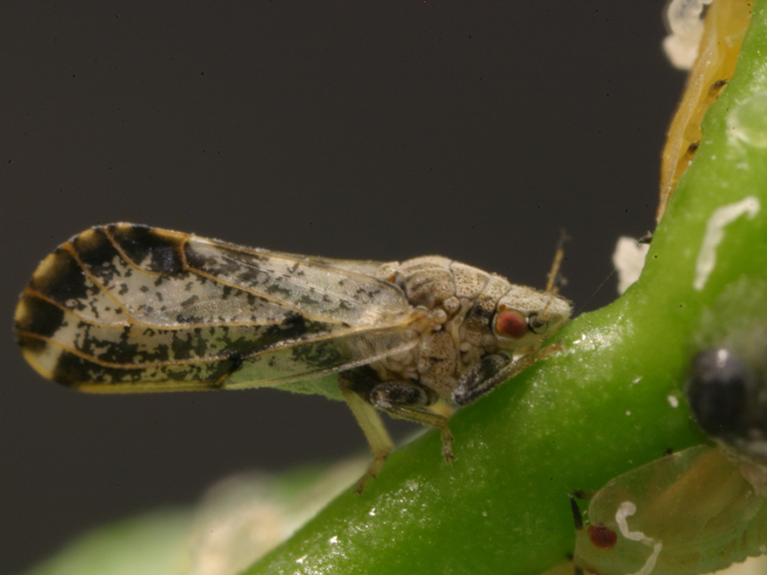 Asian citrus psyllid