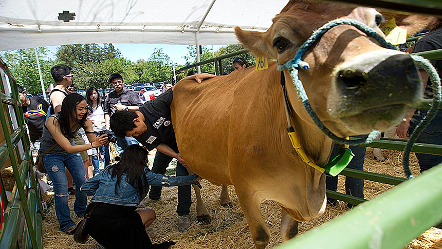 Tree people try to milk brown cow