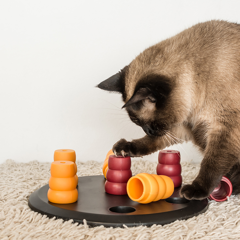 Cat food puzzle