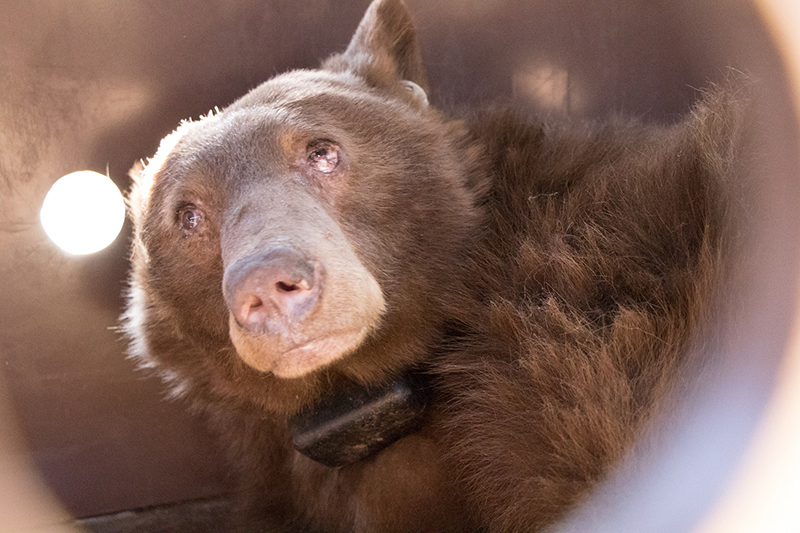 bear in den
