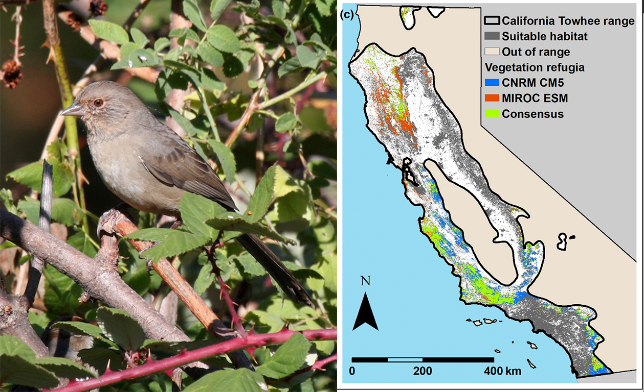 Towhee bird and map of its range currently and under future climate change