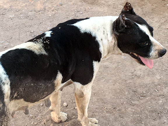 dog with ticks
