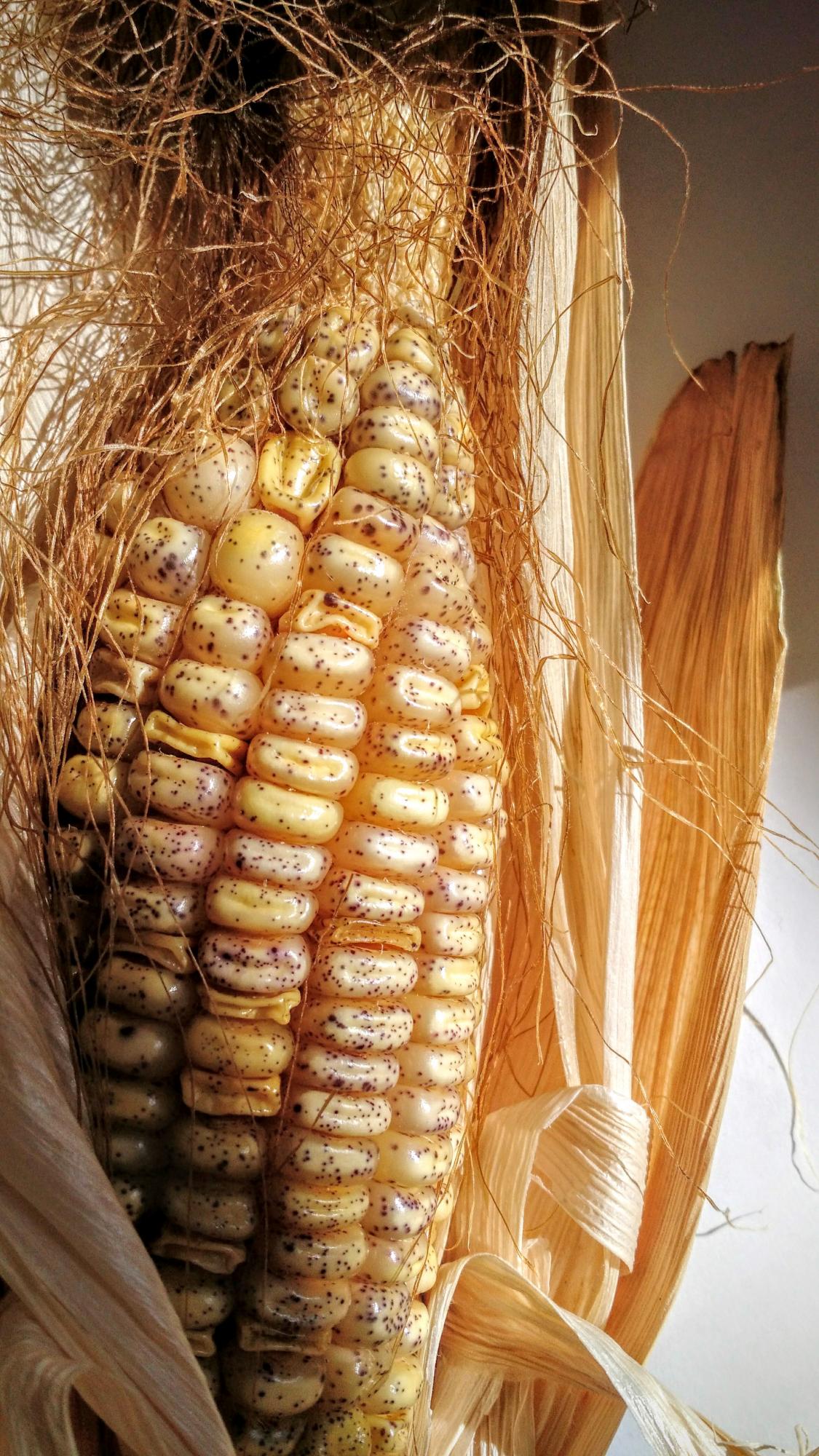 Maize