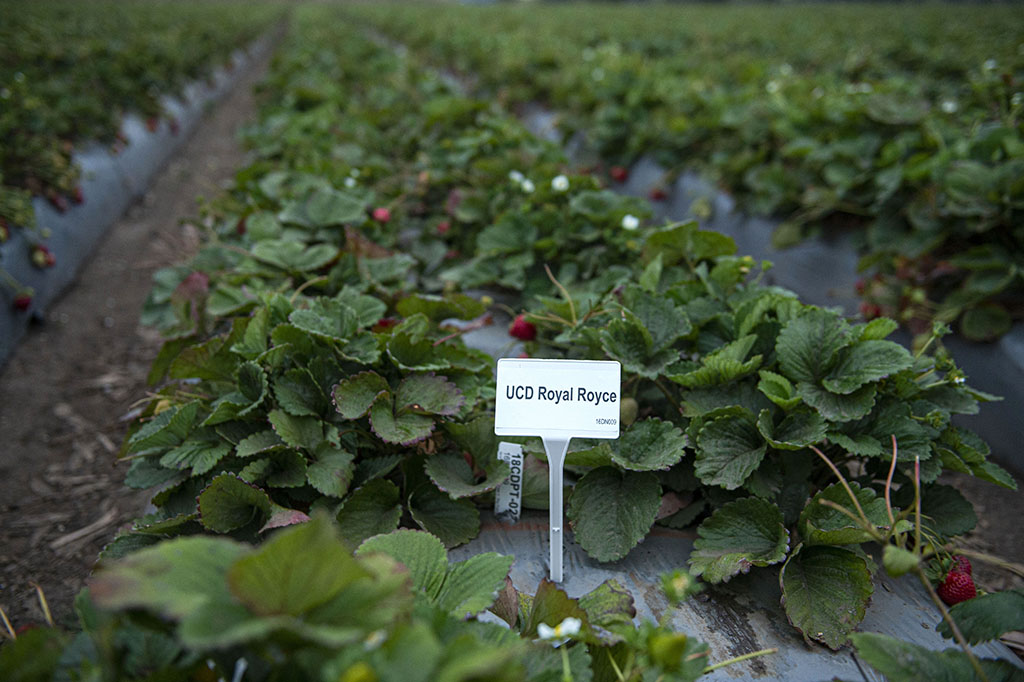 strawberries in field